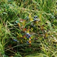 20. Blueberries with Dew